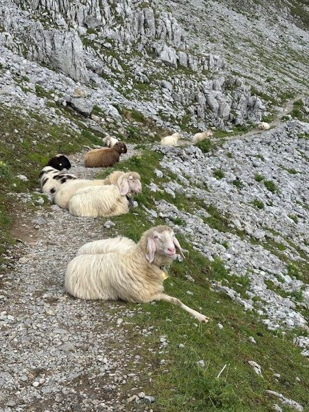 Schafe auf dem Passamanirundweg Karwendel, Karwendelbahn
