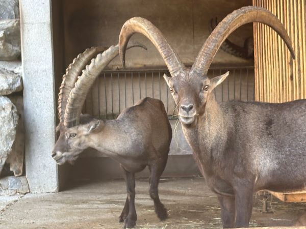 Alpenzoo Inssbruck, Steinböcke