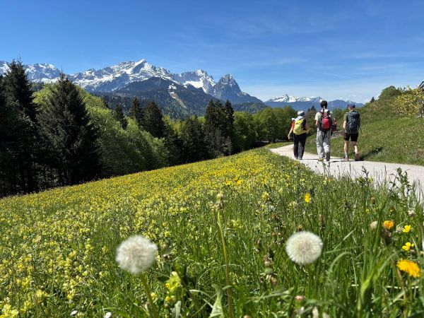 Frühlingswiese am Wanderweg von der Pfeifferalm nach Partenkirchen. Traumblick zum Wettersteingebirge mit Zugspitze 